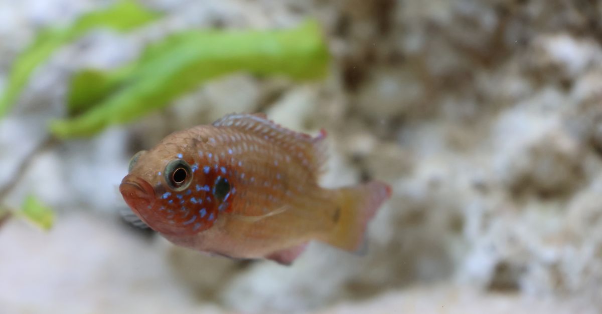Cropped Image Fish Close-up of a Colorful Aquarium Fish in Motion · Free Stock Photo