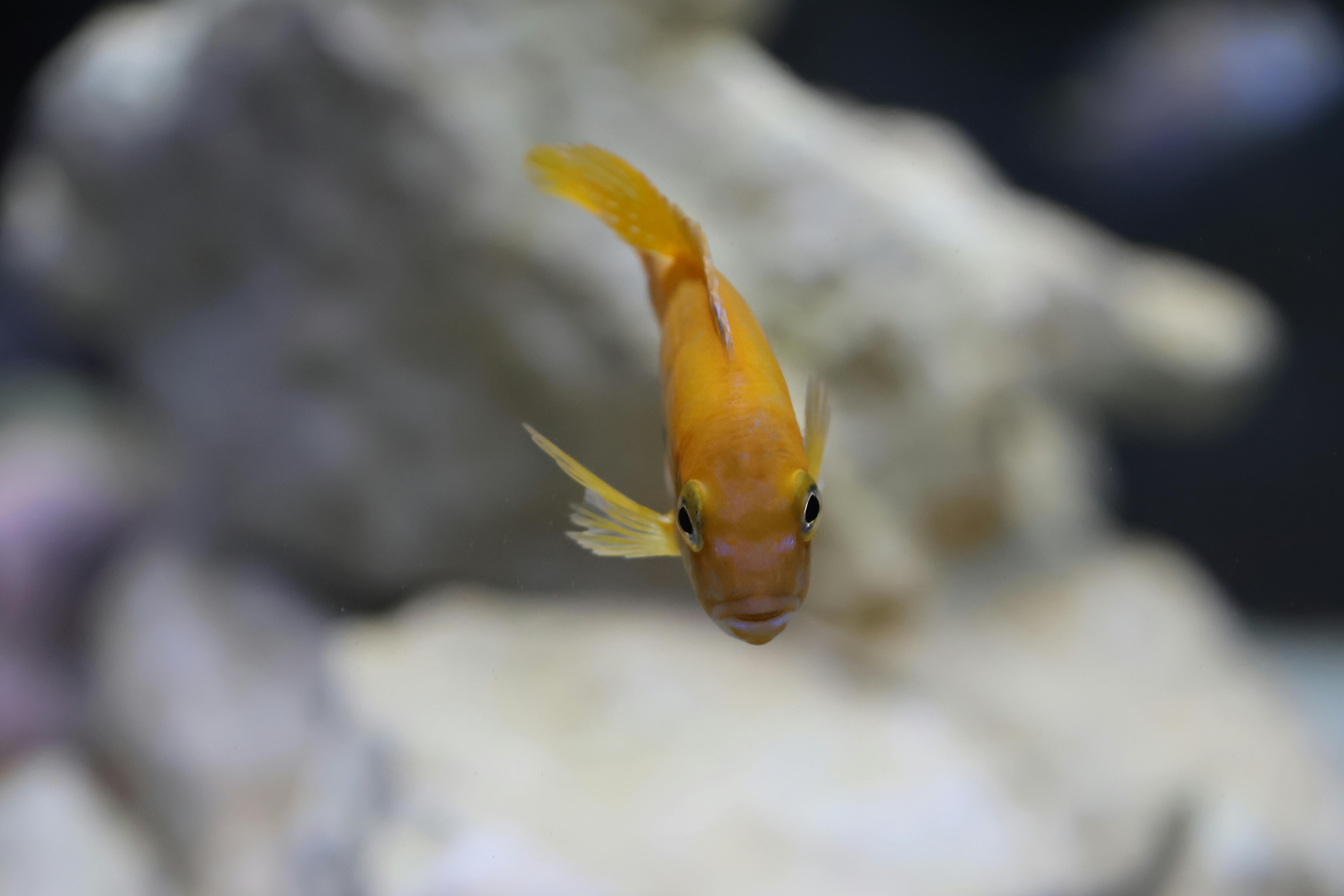 vibrant orange fish in aquarium setting