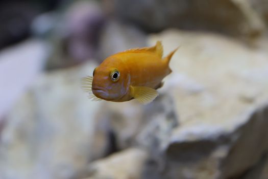Bright orange fish swimming in an aquarium setting, showcasing its vibrant color.