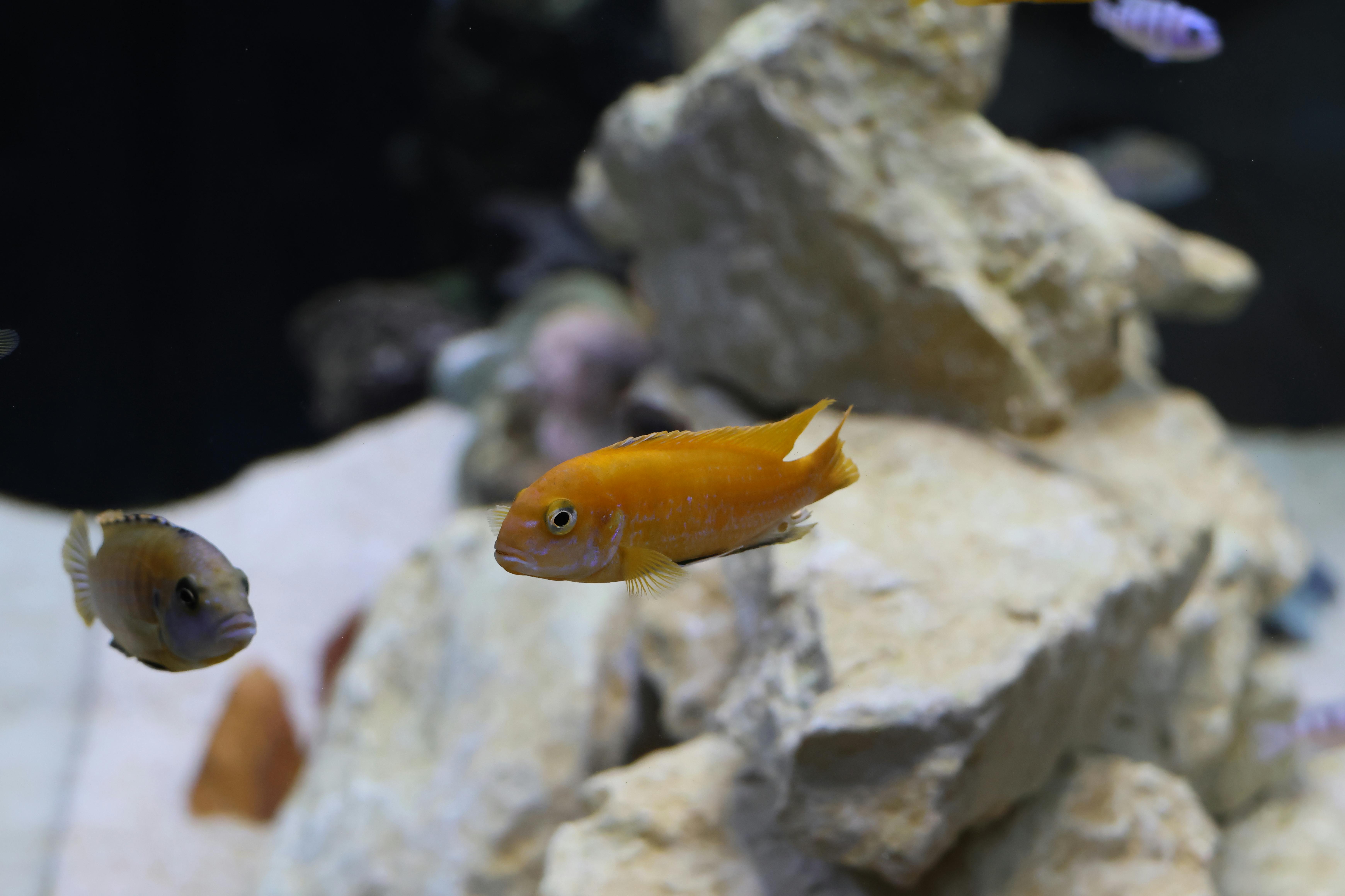 Vibrant cichlids swimming around rocks in a freshwater aquarium.