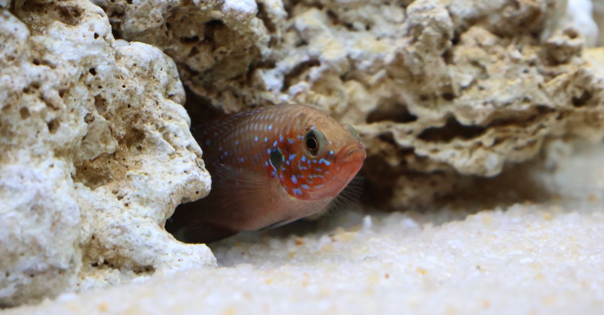Vibrant tropical fish peeking out of limestone rocks in an aquarium.