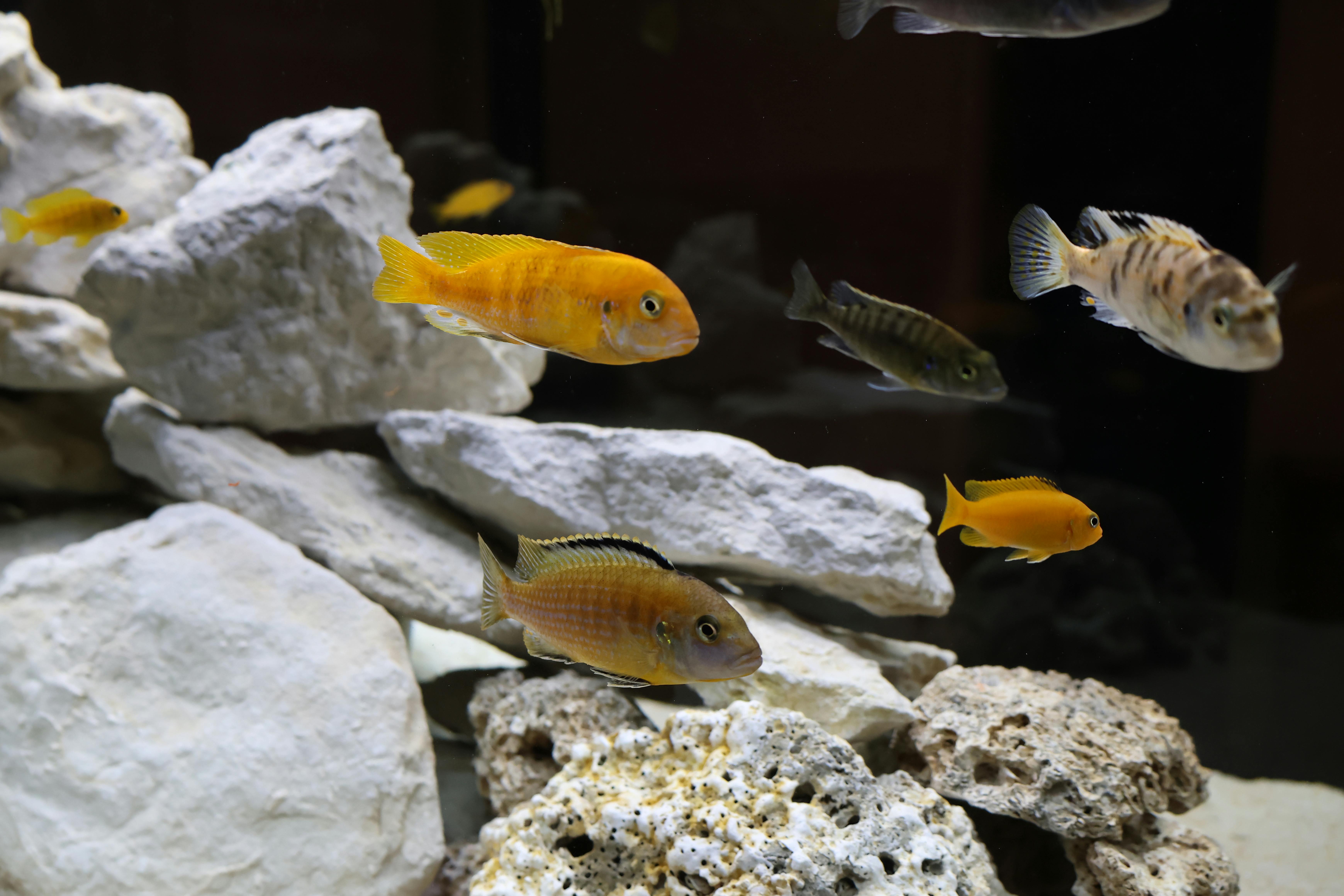 Colorful cichlid fish swimming among rocks in an aquarium environment with diverse species.