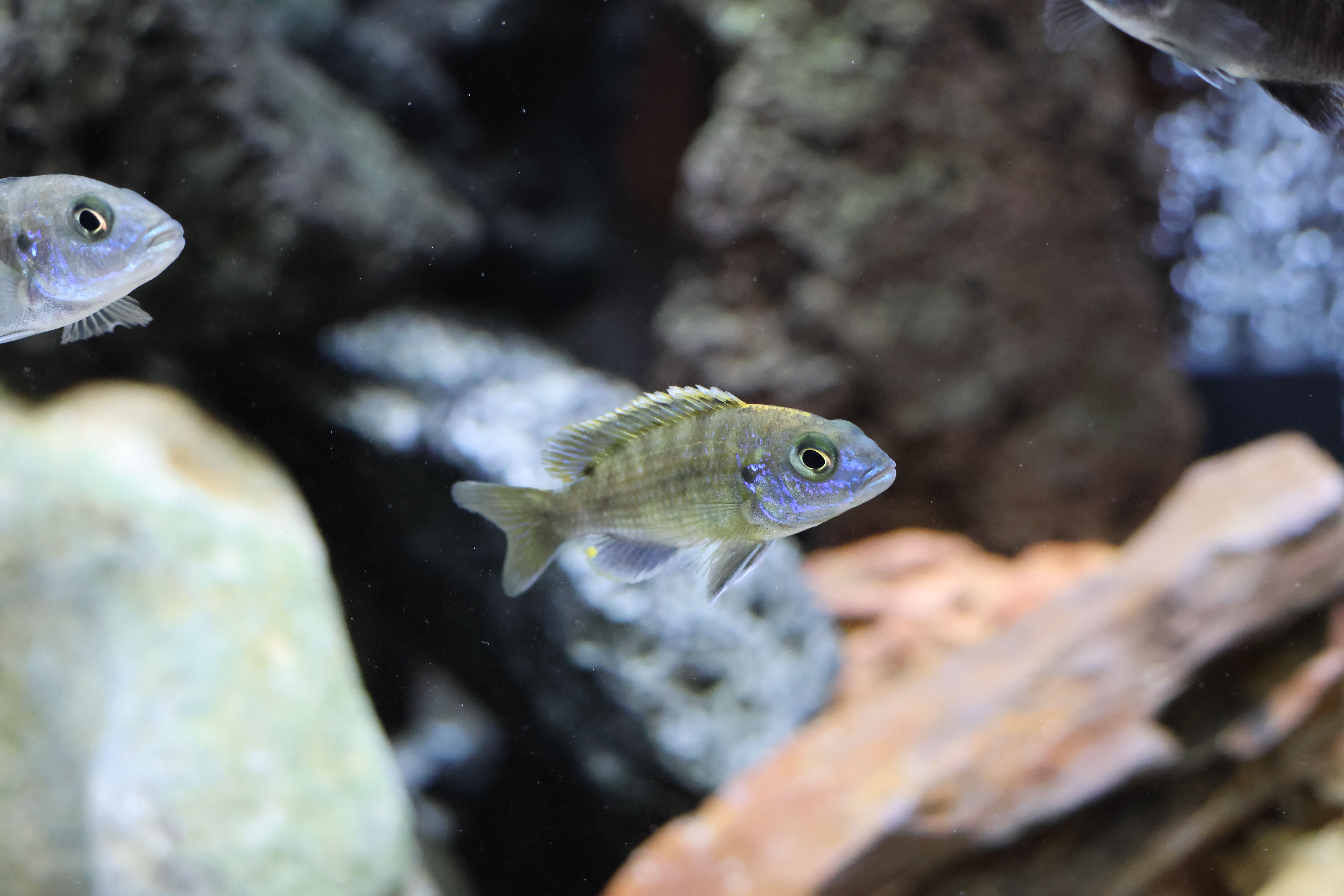 Vibrant Fish in Aquarium Close-up Photography · Free Stock Photo