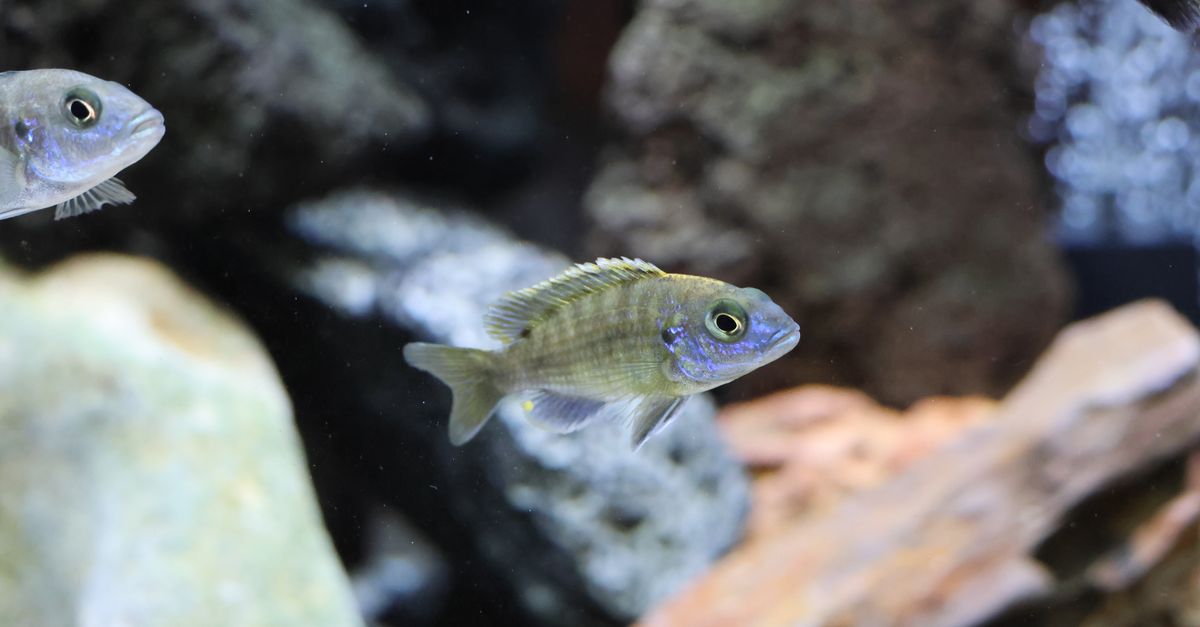 Cropped Image Fish Vibrant Fish in Aquarium Close-up Photography · Free Stock Photo