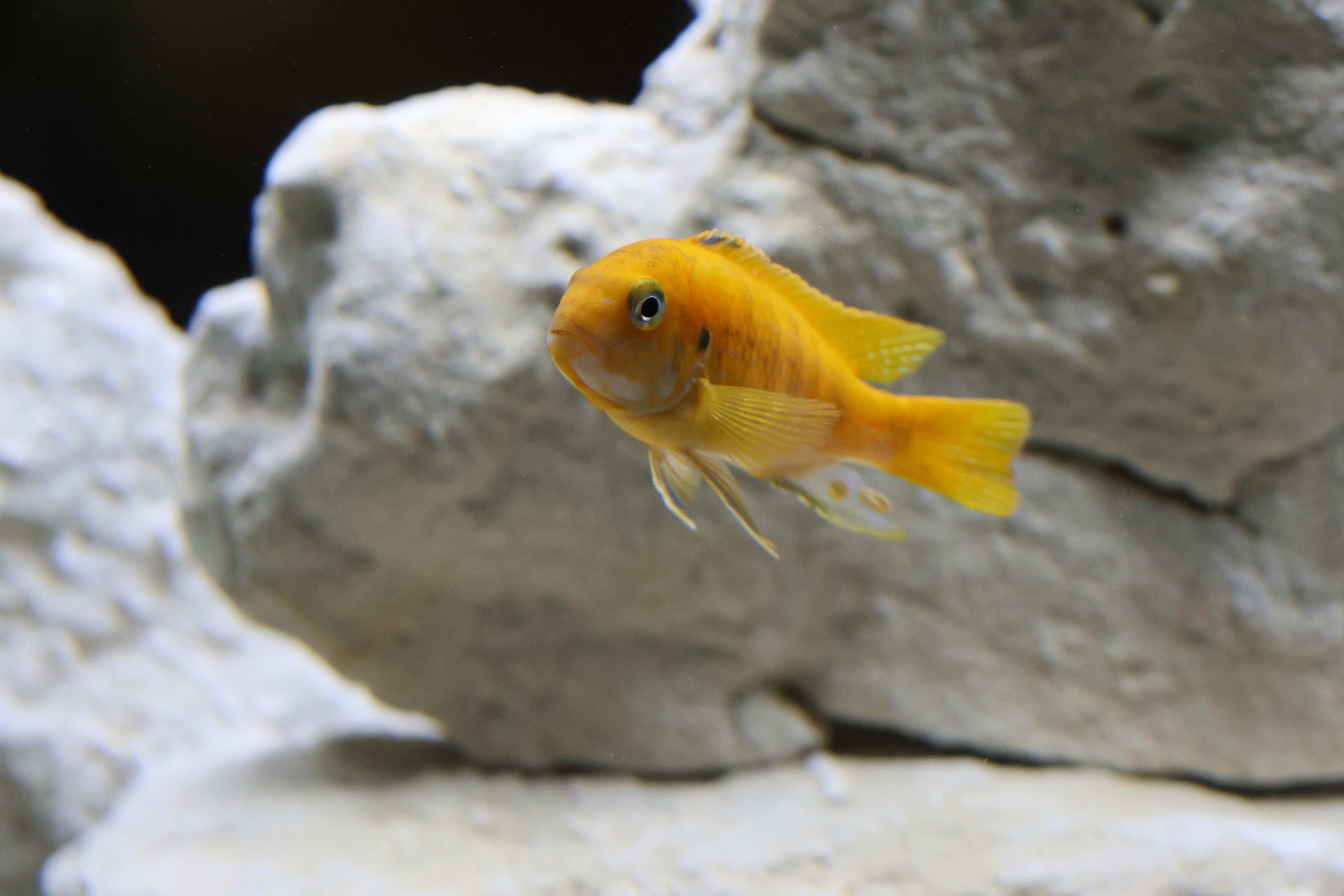 Vibrant orange fish swimming near rocky surface in aquarium.