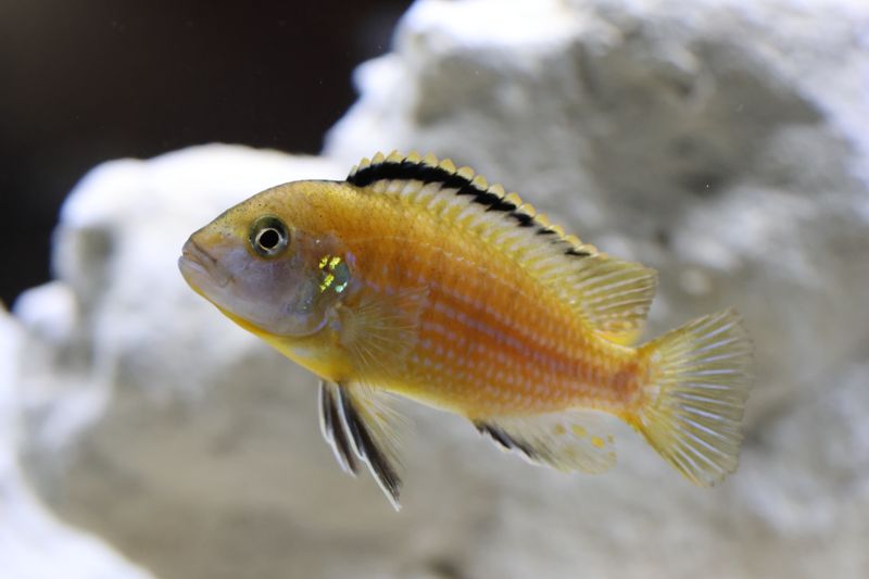Vibrant yellow African cichlid fish swimming gracefully in a serene aquarium setting.