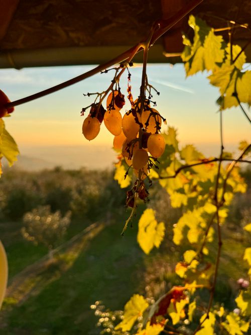 Free Wine grape Stock Photo