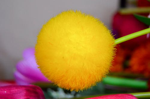Gratis stockfoto met chrysant, chrysanthemum ballen, geel