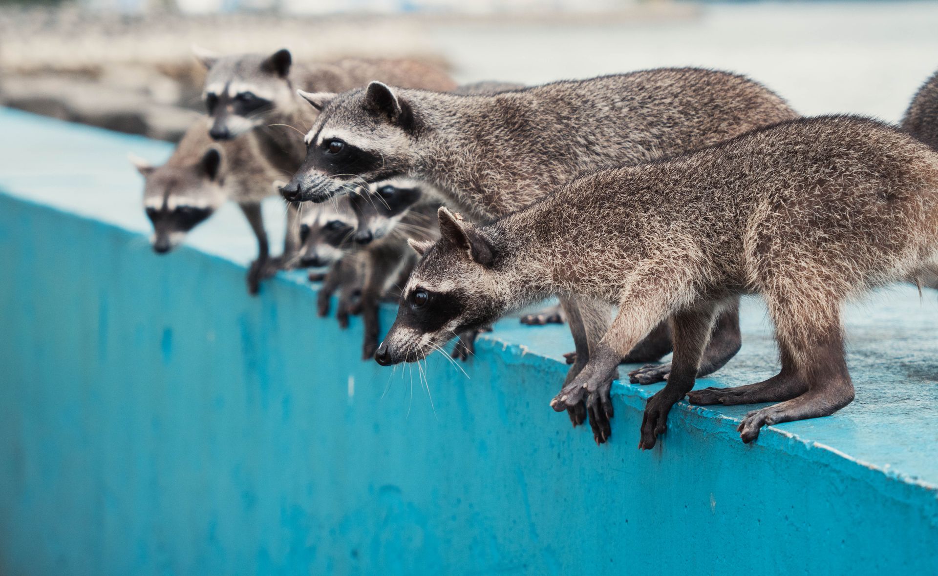 A group of raccoons peering over a blue wall in an outdoor setting, capturing curiosity and wildlife behavior.