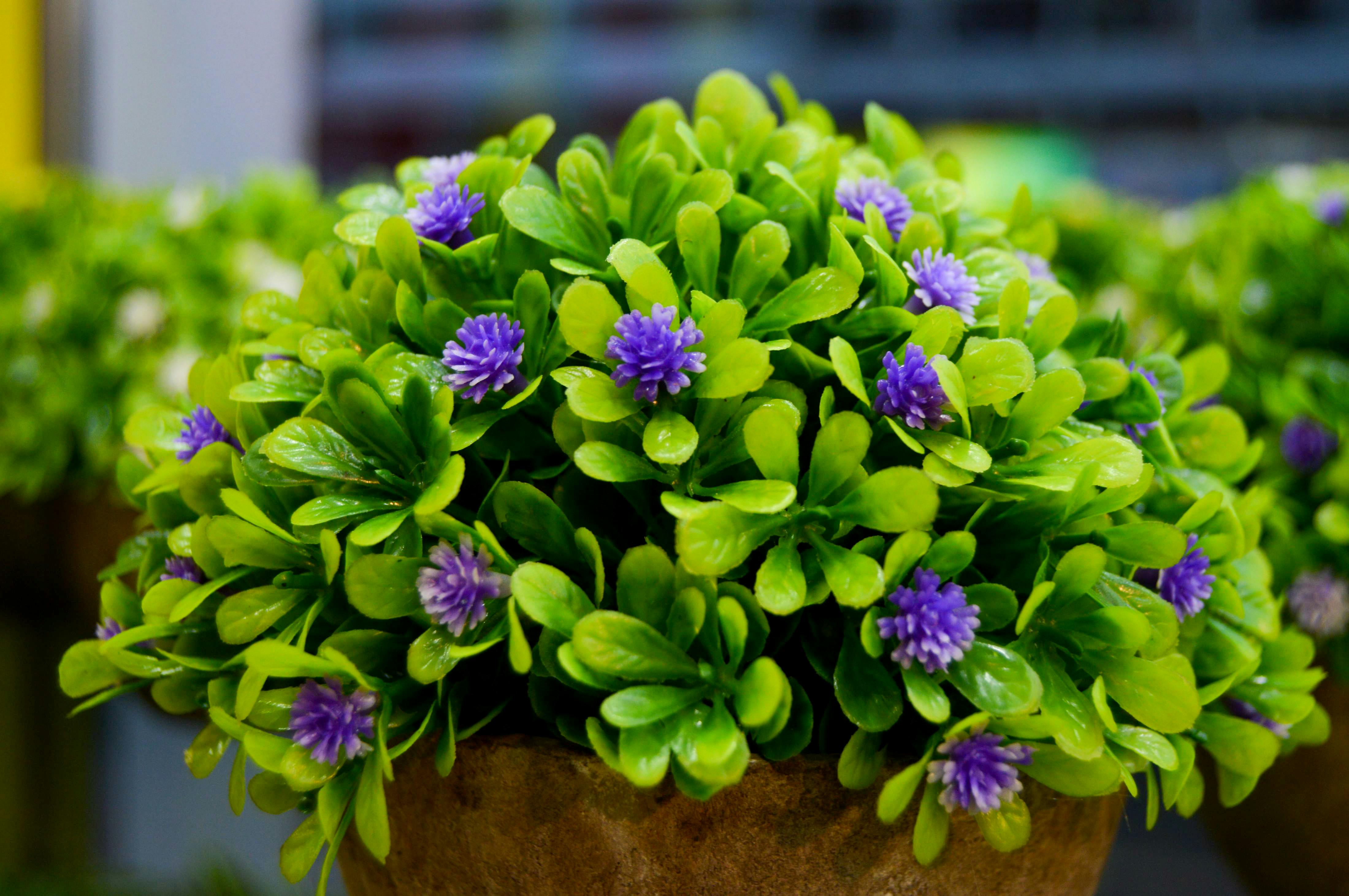 plant with purple flowers and green leaves