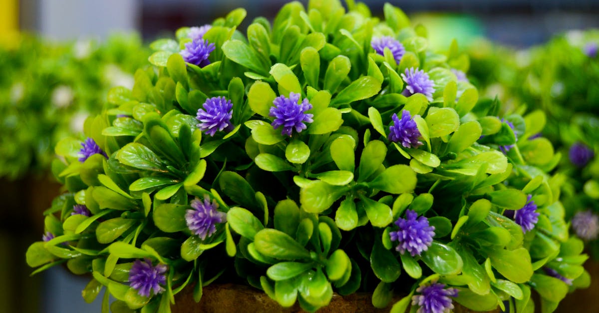 Free stock photo of flower vase, green leaves, purple flowers