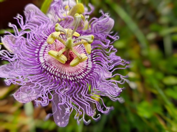 Passion Flower