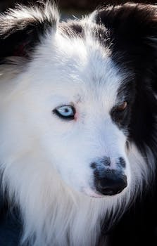 Close-up of a Border Collie with heterochromia outdoors in the Basque Country, Spain.