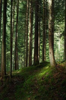 Sunlight filters through tall trees casting light on a lush, mossy forest floor.