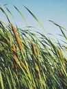 Cattail Plant