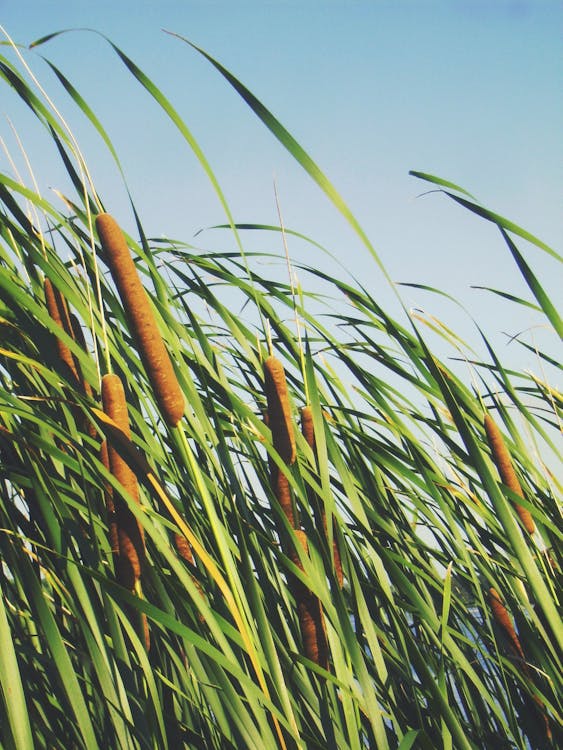 Free Cattail Plant Stock Photo
