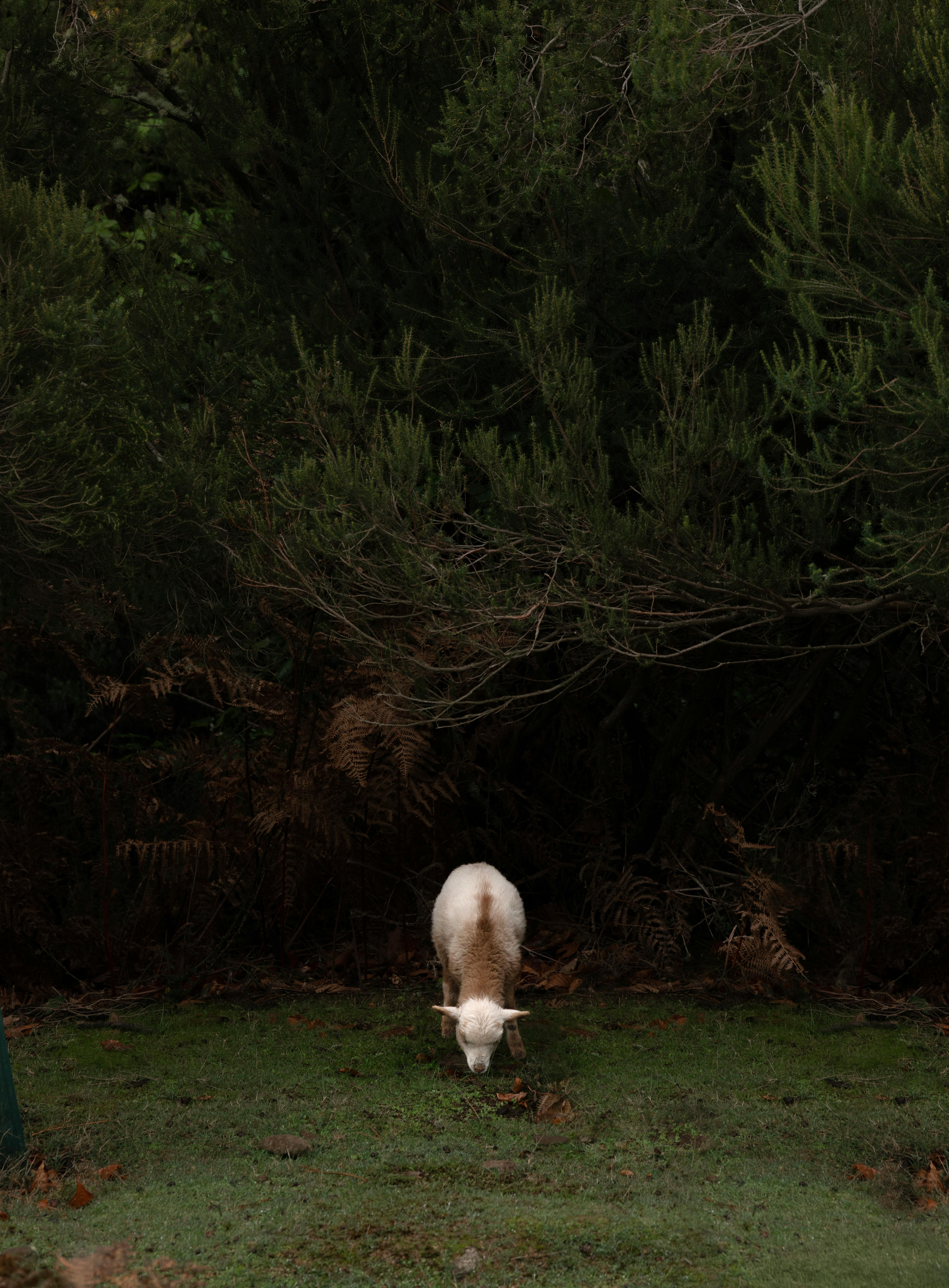 A serene scene of sheep grazing in Madeira's lush, green forest setting.
