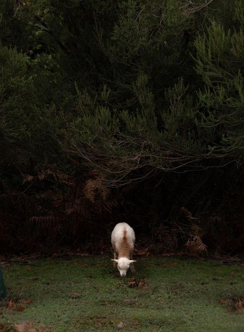 A serene scene of sheep grazing in Madeira's lush, green forest setting.
