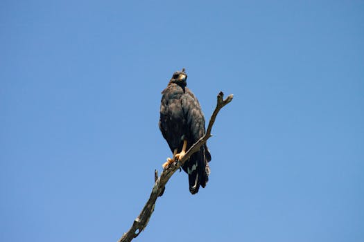 A black eagle perched on a dry branch against a clear blue sky, showcasing nature's beauty.