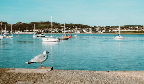 Free Photo Of Seagull Near Dock During Daytime Stock Photo