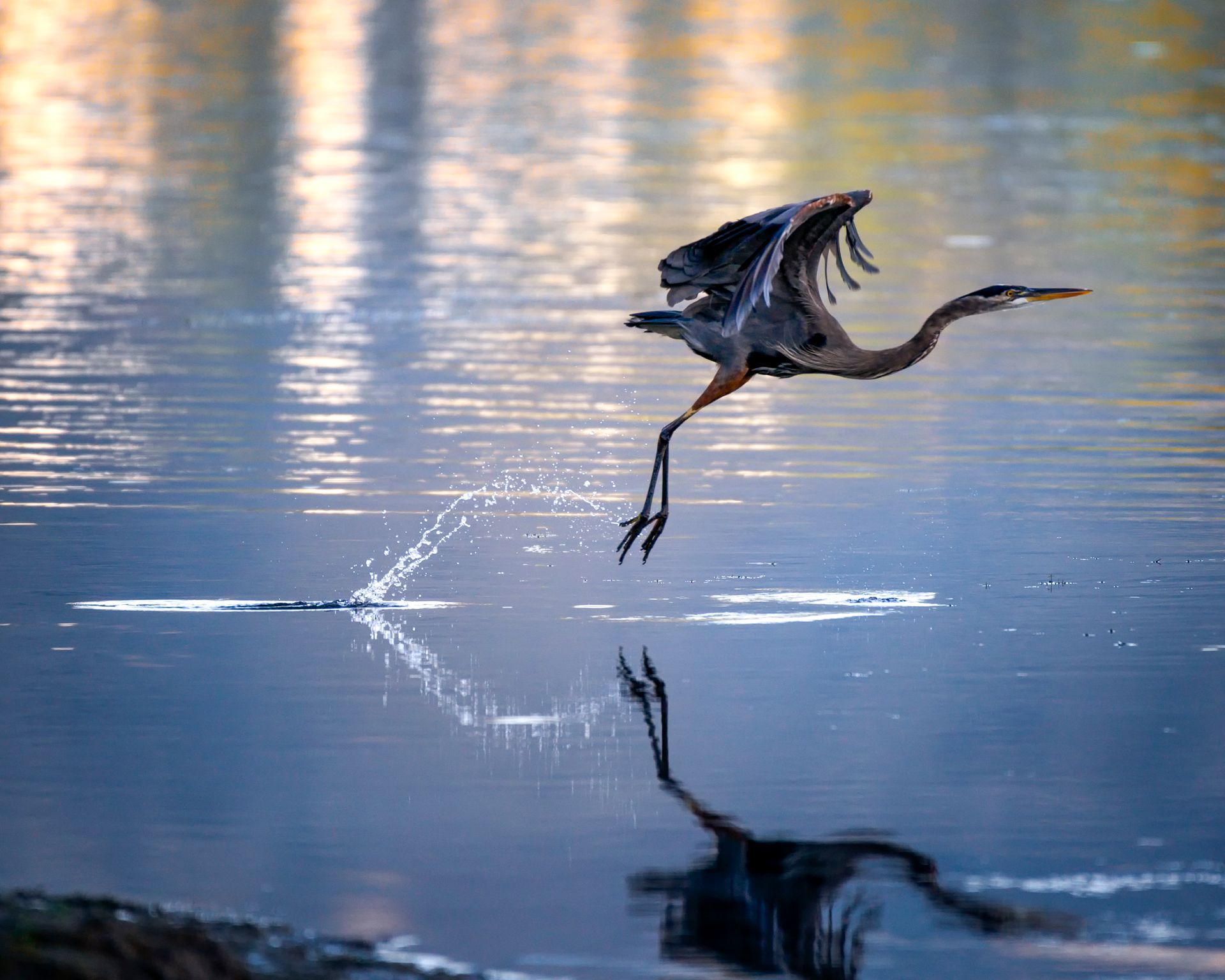 Photo Of Bird