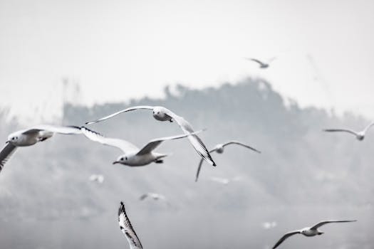A serene image of seagulls soaring over a misty landscape in New Delhi, India.