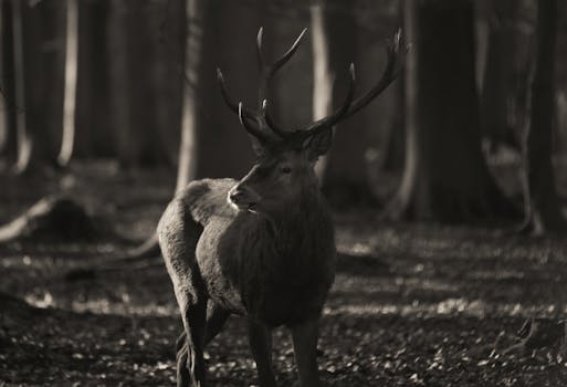 Elegant deer captured in a black and white forest scene in Rouen, France.