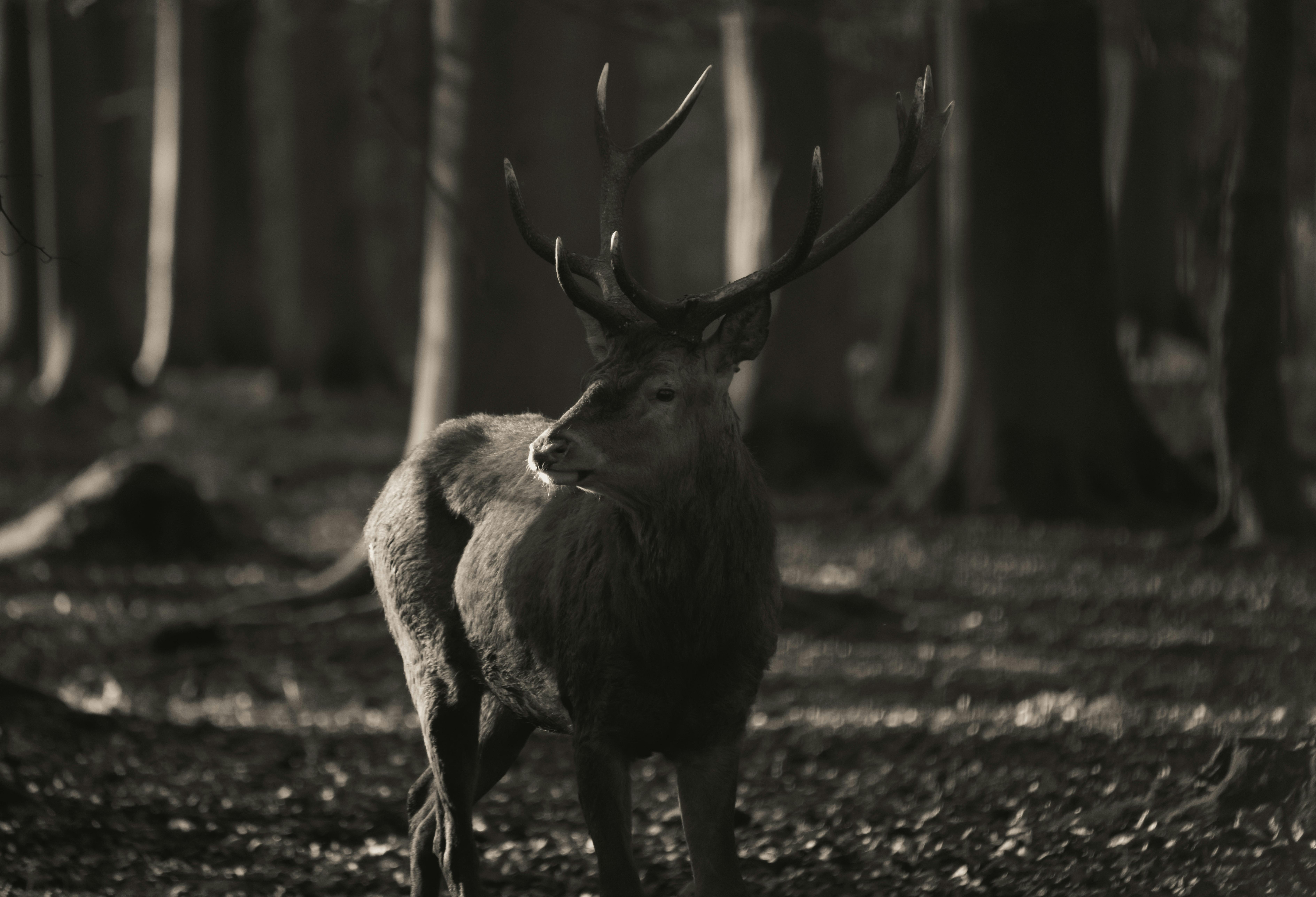 grátis Veado elegante capturado em uma cena de floresta em preto e branco em Rouen, França. Foto profissional