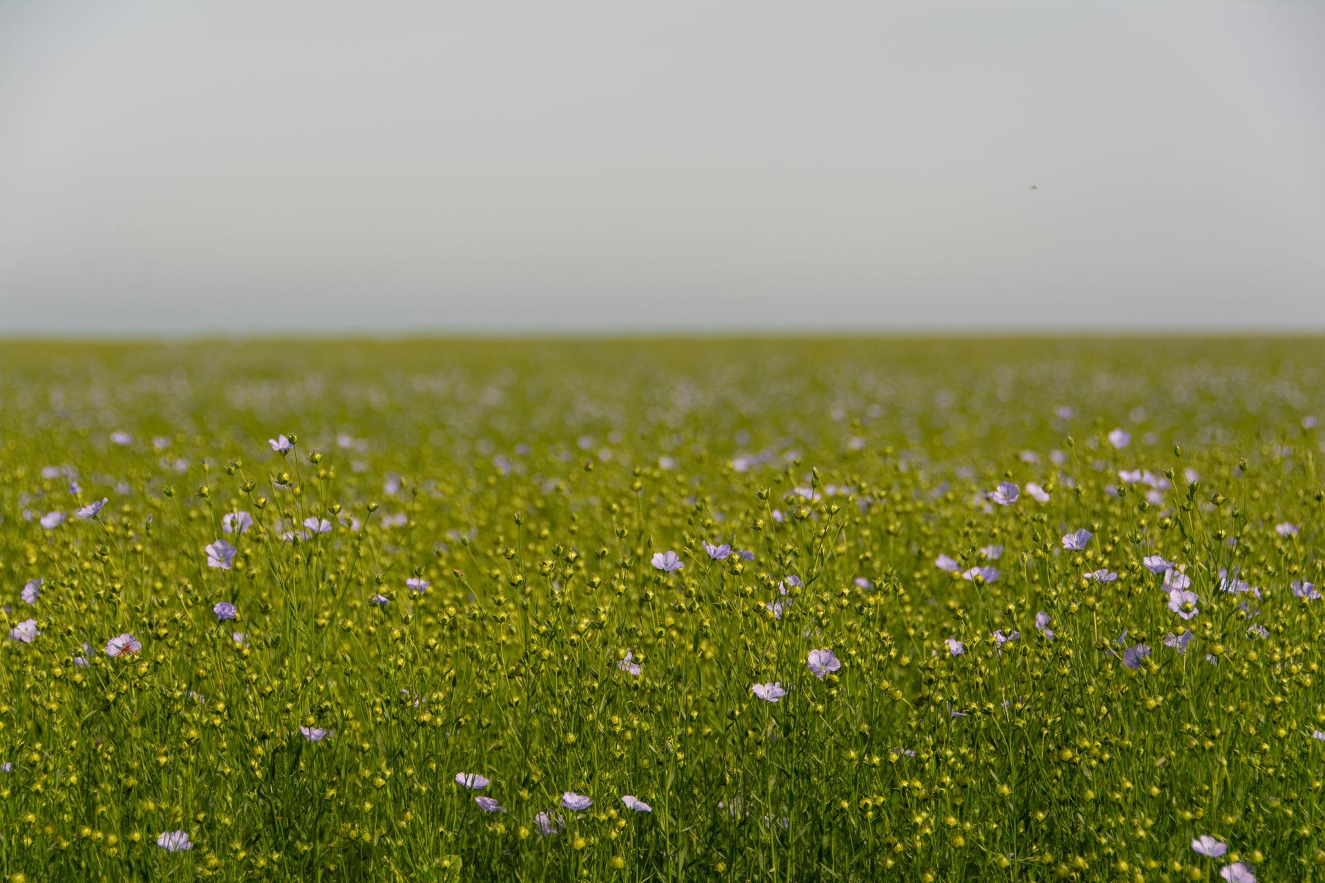 Serene field of flax flowers stretching towards horizon on a clear day, perfect for nature themes.