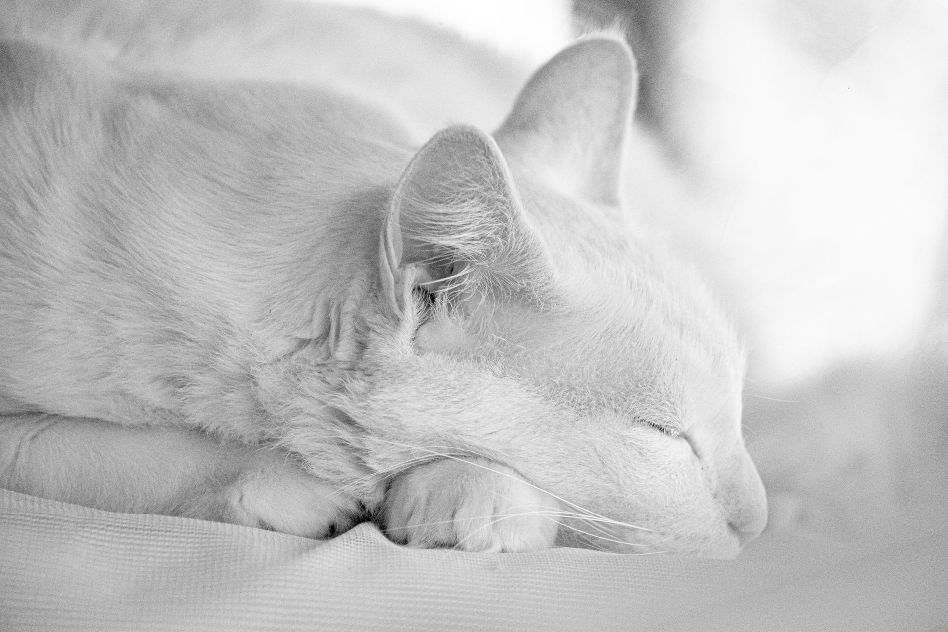 Black and white image of a white cat sleeping peacefully, showcasing serenity and calmness.