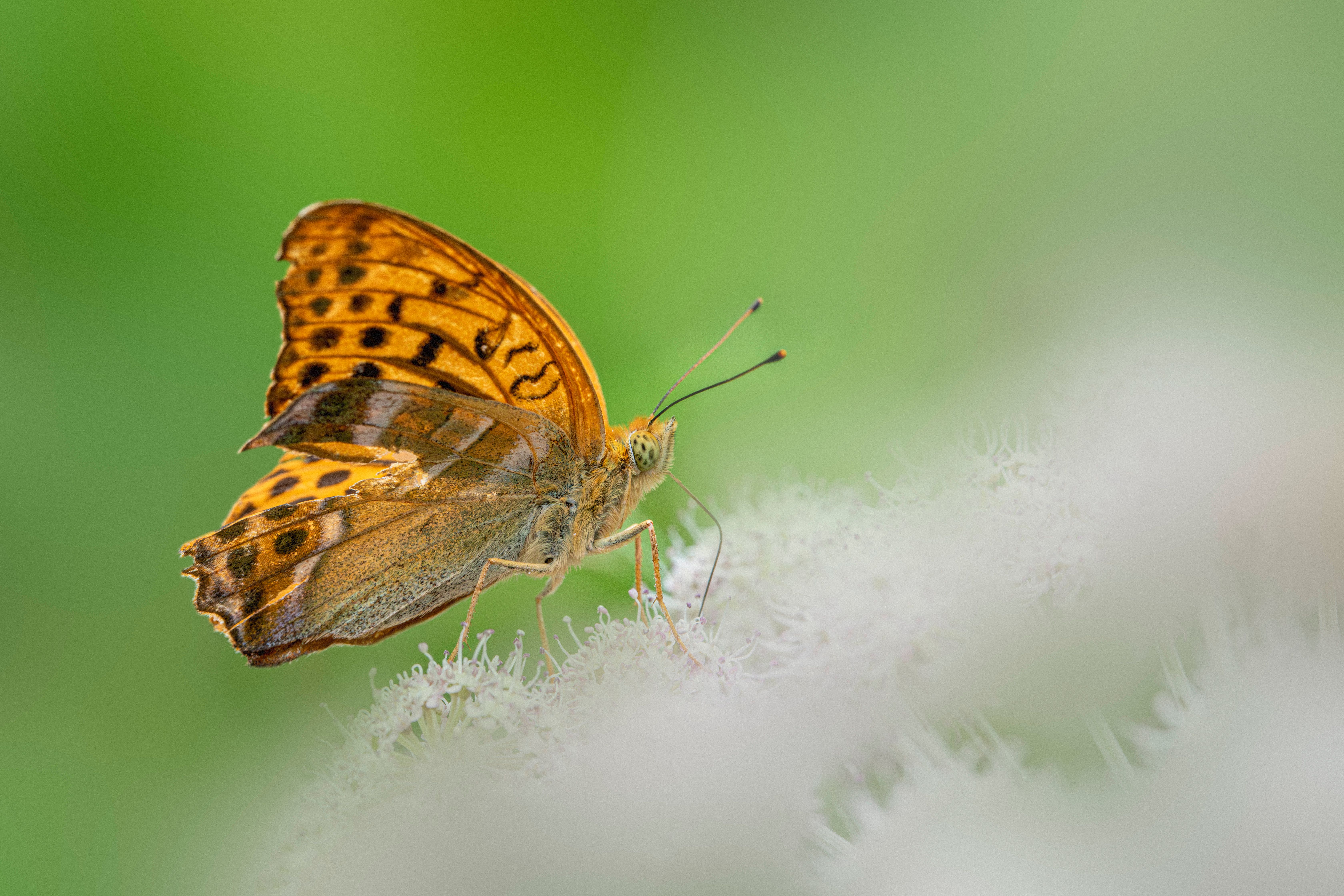 Silver-Washed Fritillary Butterfly on Flower · Free Stock Photo