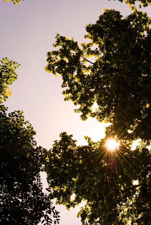 Free Bright sunlight filtering through vibrant tree leaves, creating a natural, serene atmosphere. Stock Photo