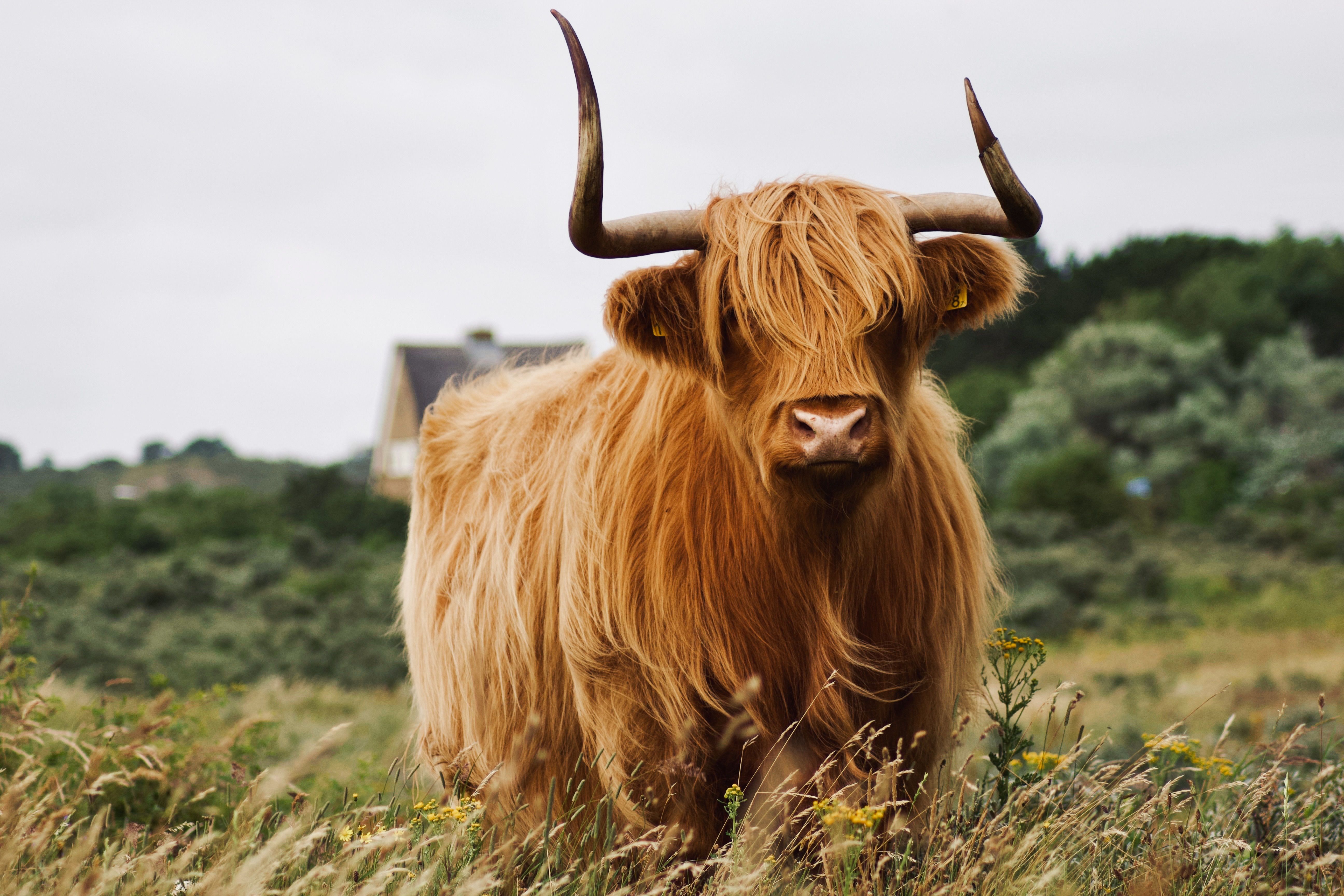 Majestic Highland Cow in Scenic Pasture · Free Stock Photo