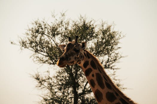 A giraffe with a tree in the background captured in natural light.