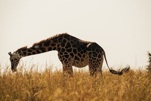 Free A majestic giraffe gracefully grazing in the sunlit African savannah. Stock Photo