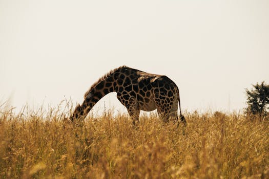 A solitary giraffe peacefully grazes in the golden grasses of the African savannah.