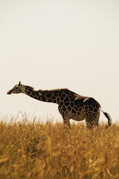 A graceful giraffe walks through the African savanna at sunset, showcasing its distinct pattern.