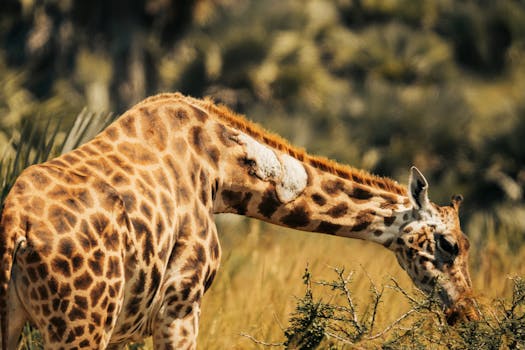 Close-up of a giraffe grazing in the wild, showcasing natural beauty and wildlife habitat.