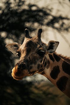 Intimate close-up of a giraffe, showcasing its unique patterns and features in a natural habitat.