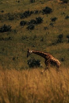 Majestic giraffe walking through grasslands during sunset in the Serengeti.