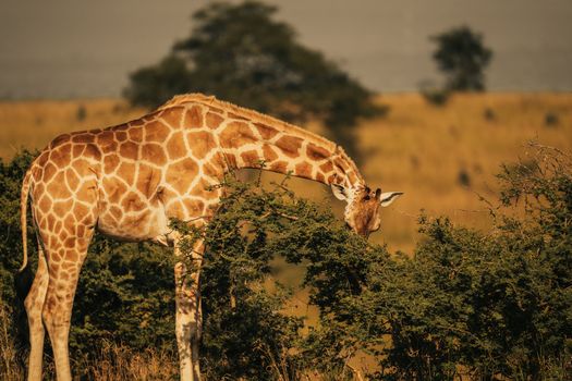 A graceful giraffe feeds on foliage in the expansive African savanna, bathed in warm sunlight.