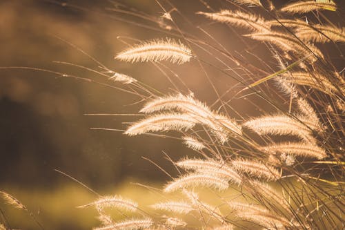 бесплатная Фотография с селективным фокусом на коричневой траве Стоковое фото