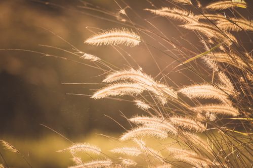 Free Close-up view of wheat stalks glowing in the evening sunlight. Stock Photo