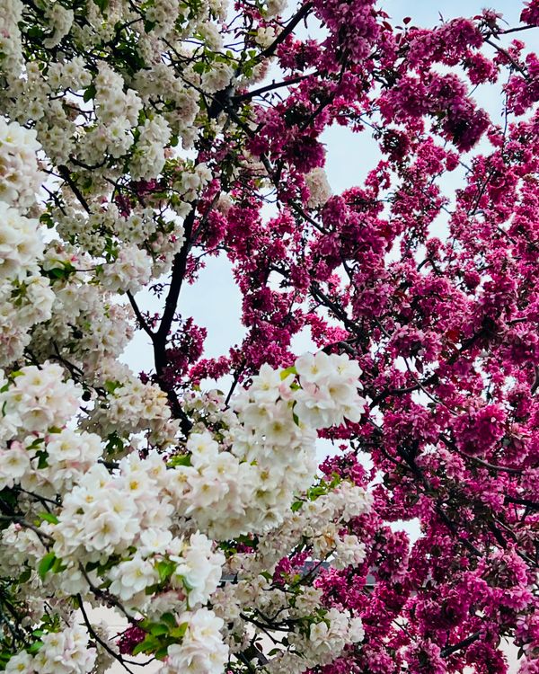 Cherry Tree In Spring Vibrant Blossoming Cherry Trees in Spring · Free Stock Photo