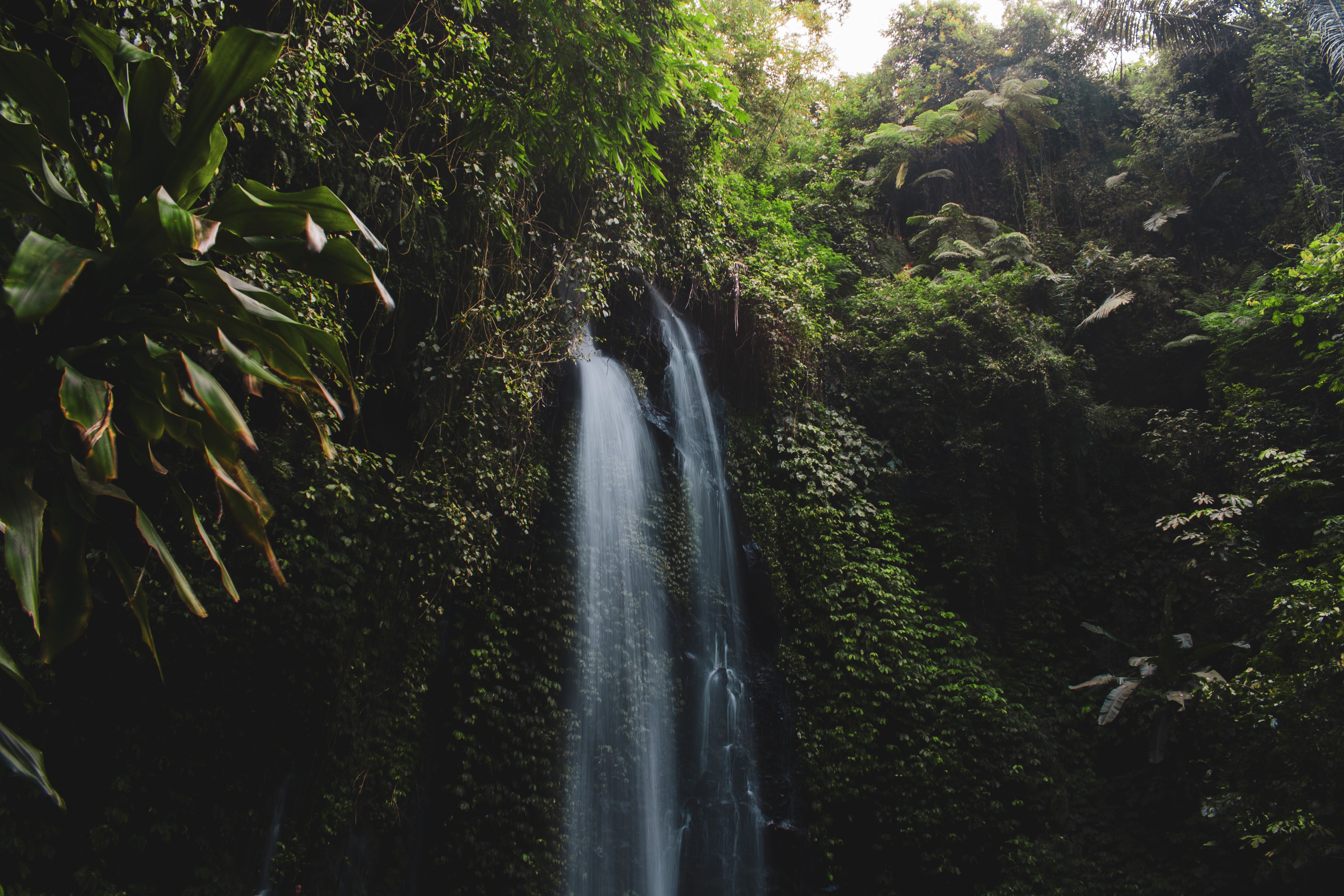 Waterfall Surrounded With Green Leaf Plant View · Free Stock Photo