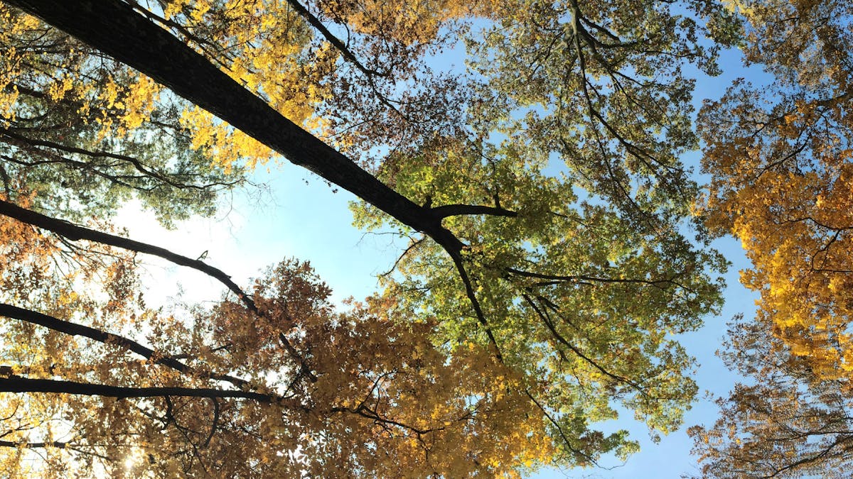 Cover image for The Neuroscience of Creativity: Innovation in Corporate Settings