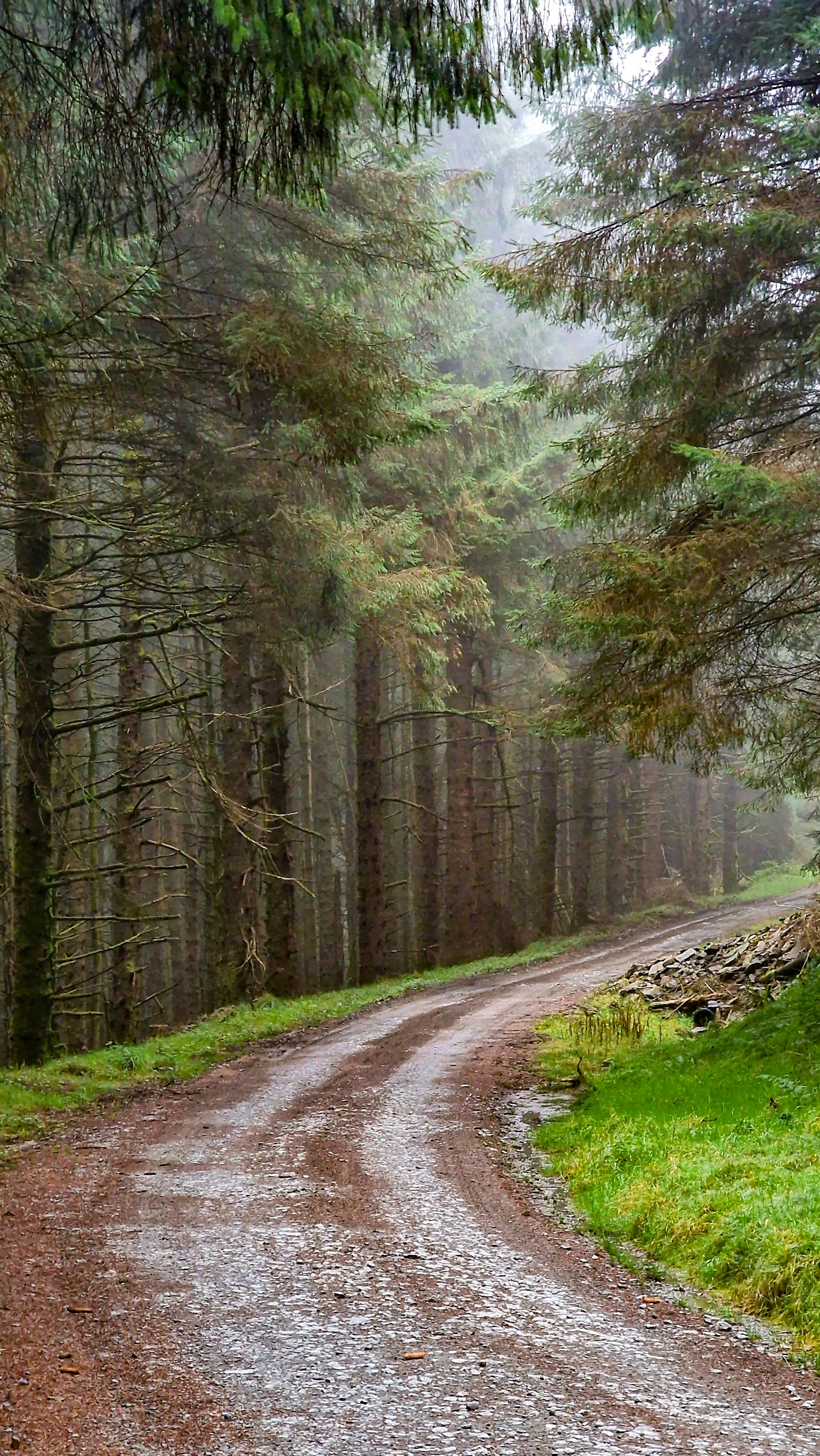 Pathway Between Green Leafed Trees · Free Stock Photo