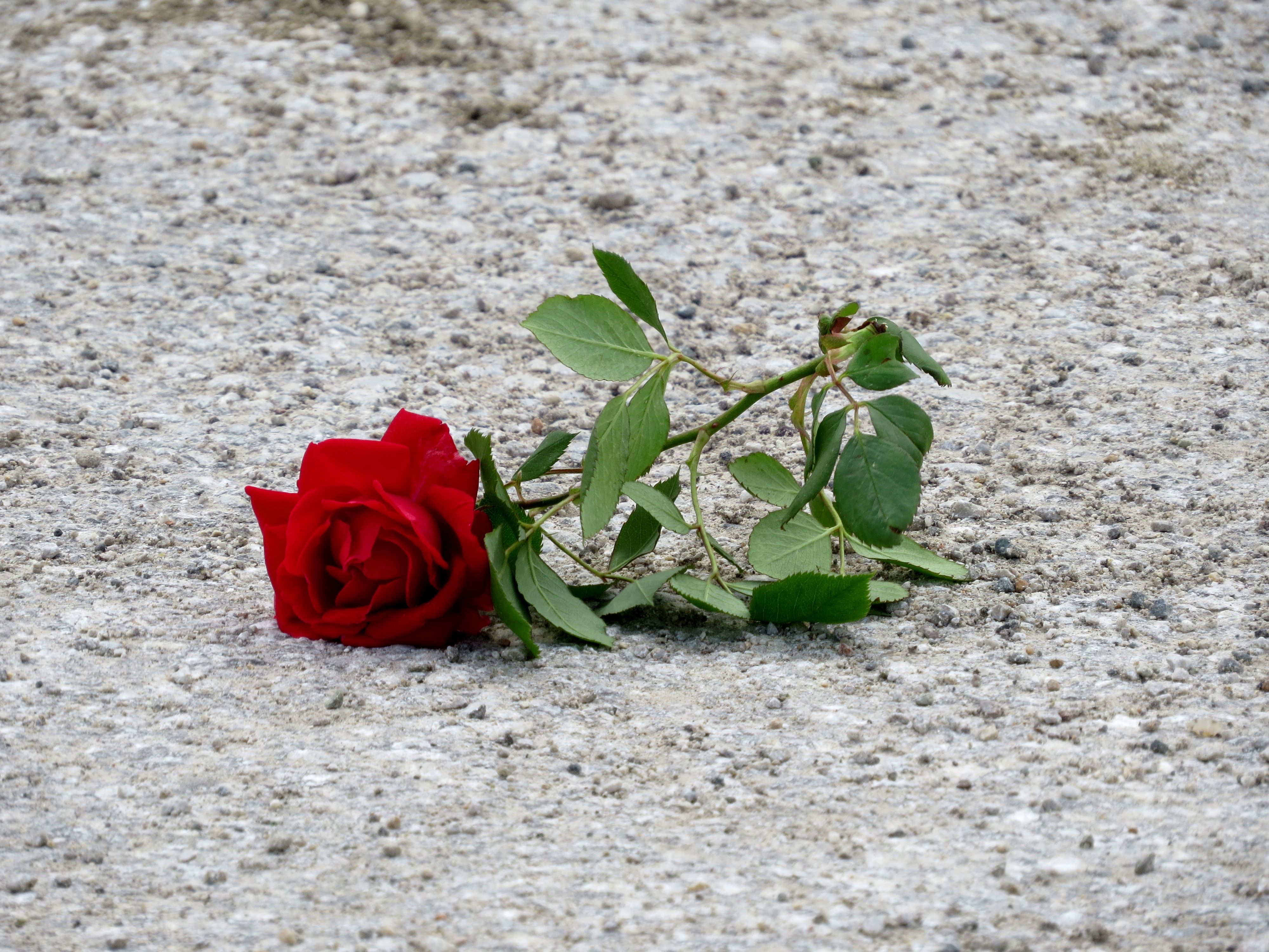 A vibrant red rose lays on a textured asphalt surface, evoking emotion and contrast.