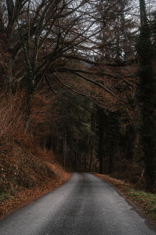 Free A tranquil forest road surrounded by autumn foliage in Mixnitz, Austria, capturing a peaceful atmosphere. Stock Photo