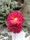beautiful flower